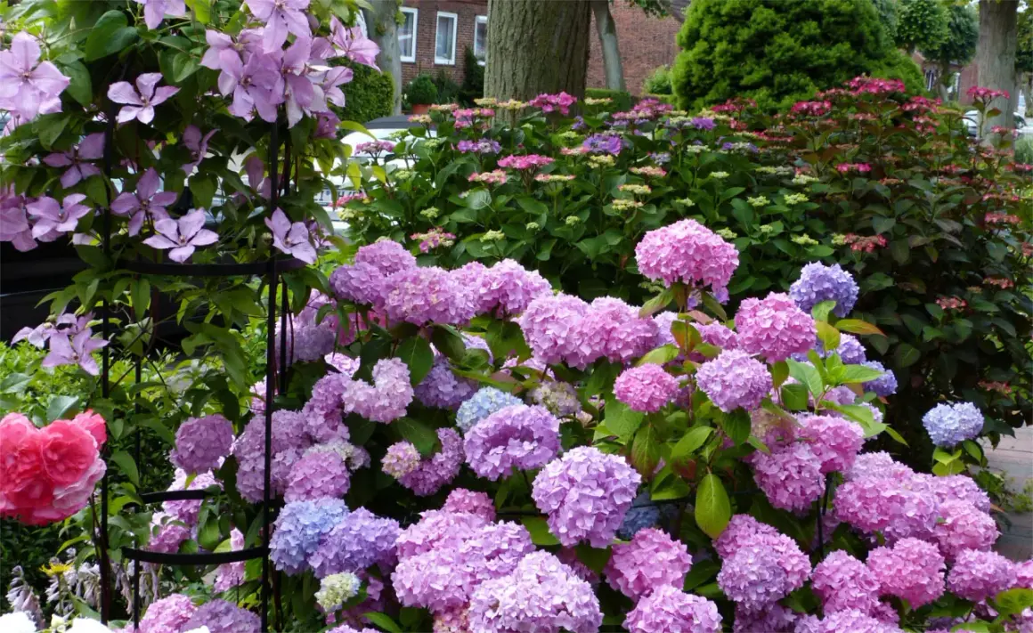 Ein Blütenmeer aus rosa und blauen Hortensien, dazu zarte rosa Clematis. Was passt zu Hortensien? Diese Kombination ist ein Traum!