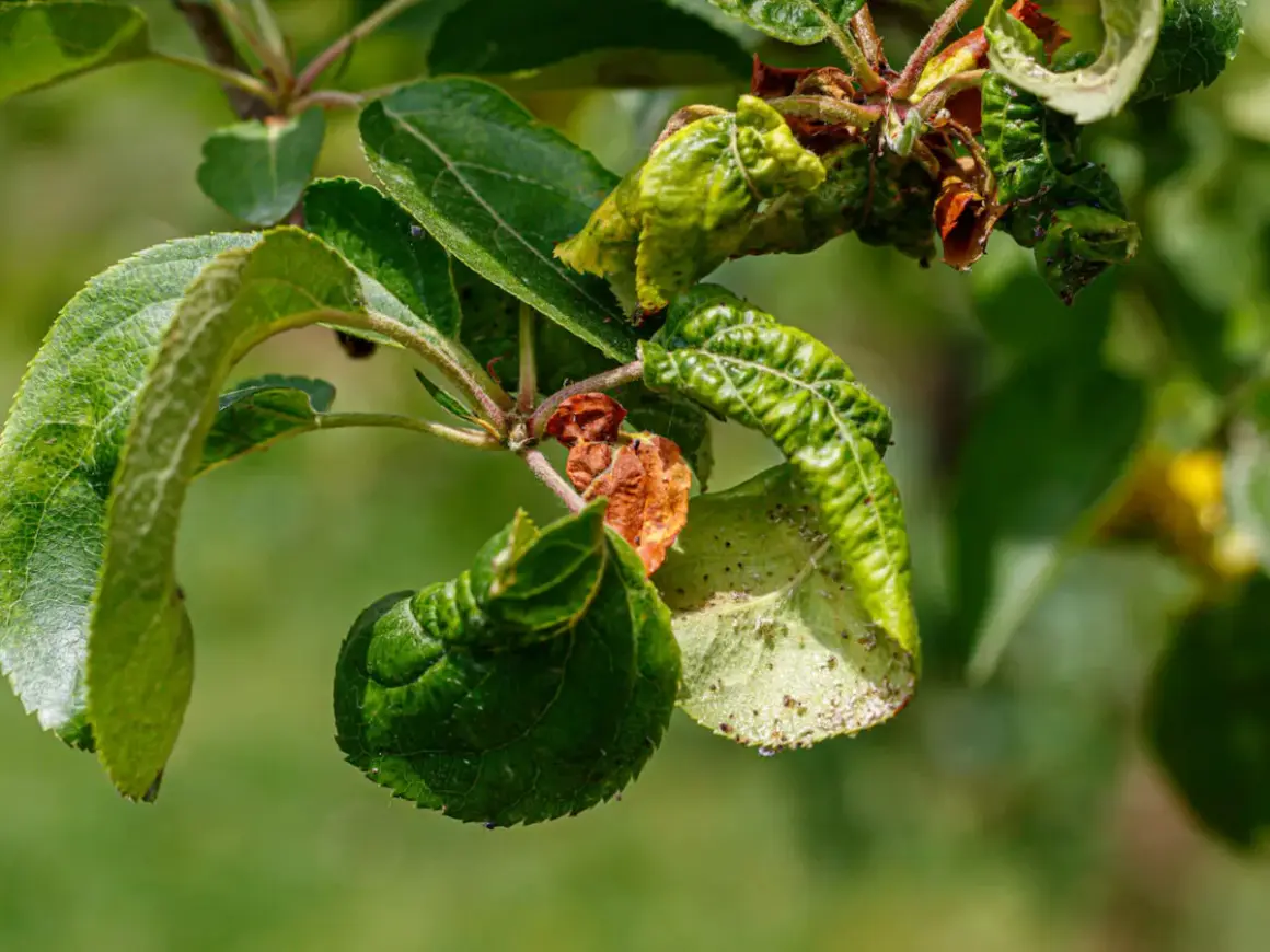 Verkrüppelte Blätter und braune Flecken zeigen **Apfelbaum Krankheiten**. Kleine Insekten krabbeln auf den Blättern.