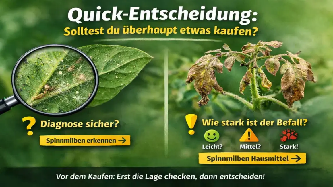 Lupe zeigt Spinnmilben auf Blatt. Rechts welkes Blatt. Entscheidungshilfe: Spinnmilben erkennen, Befallstärke einschätzen, Hausmittel finden.