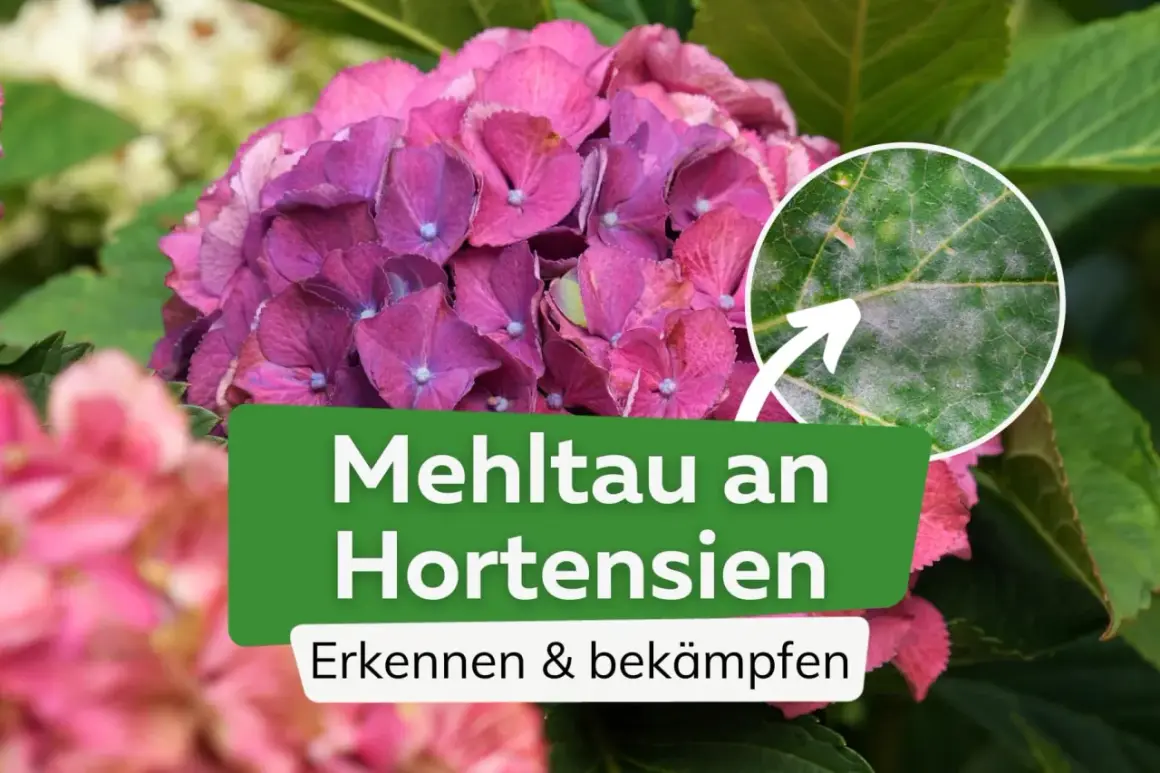 Nahaufnahme einer Hortensienblüte mit einem Detailbild eines Blattes, das von Mehltau befallen ist. Der Text "Mehltau an Hortensien" ist sichtbar.