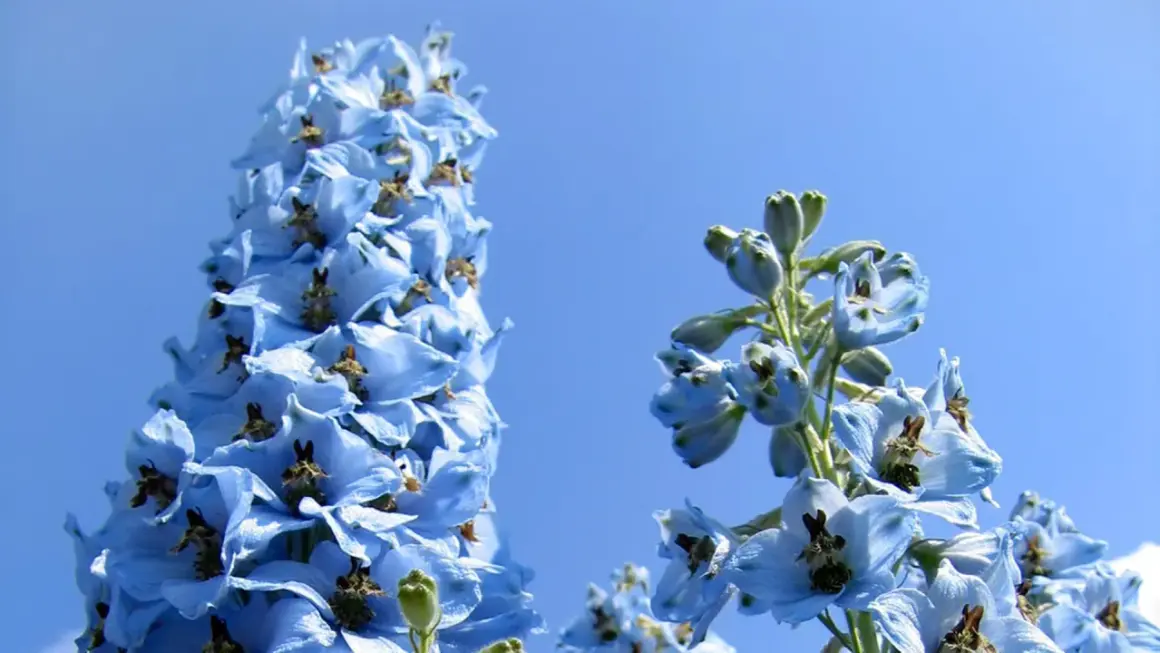 Blauer Rittersporn im Sonnenlicht, ein idealer Standort für diese Sommerblumen.