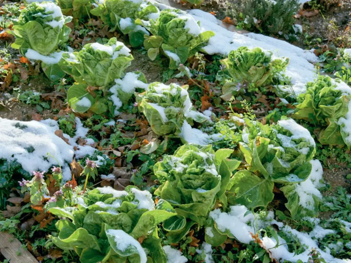 Romana-Salat im Schnee. Ein Zeichen, welchen Salat man jetzt noch pflanzen kann, wenn er winterhart ist.