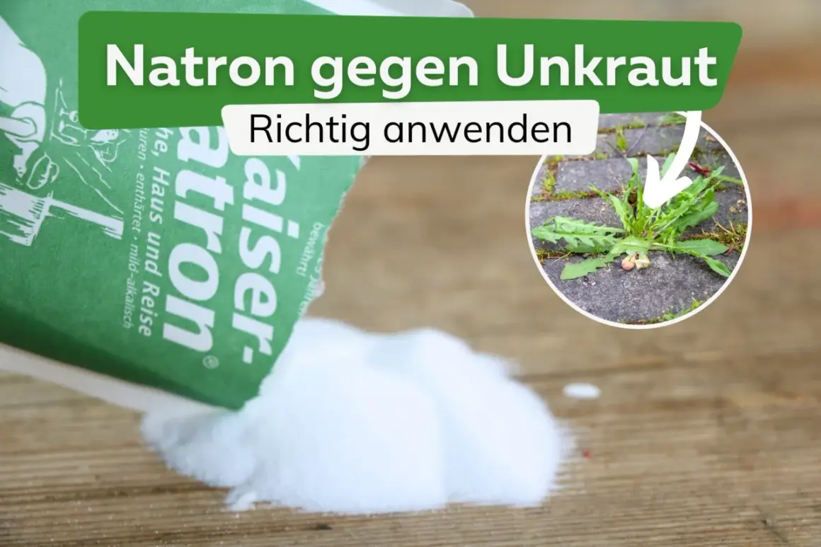 Natron gegen Unkraut: Ein Päckchen Natron wird auf Holz gestreut. Im Kreis ist ein Löwenzahn zu sehen, der zwischen Pflastersteinen wächst.