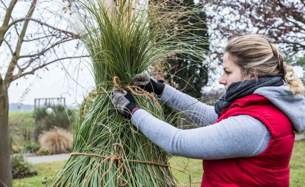 Frau bindet Pampasgras im Topf zusammen, um es vor dem Winter zu schützen.