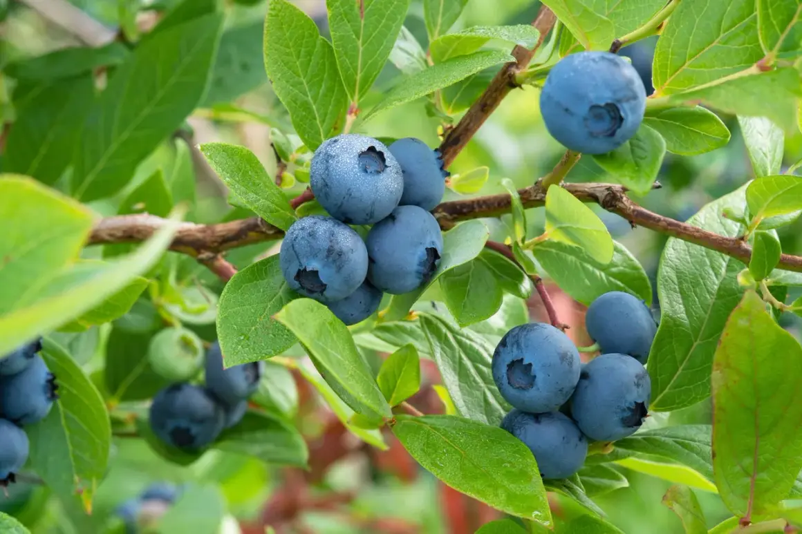 Reife Heidelbeeren hängen an einem Strauch. Der ideale **Heidelbeeren Standort** ist sonnig und geschützt.