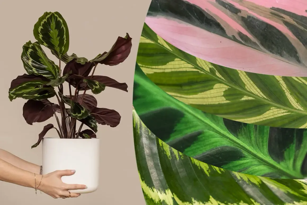 Vielfalt der Calathea arten: eine Pflanze im Topf und Nahaufnahmen von Blättern in Rosa, Grün und Gelb.