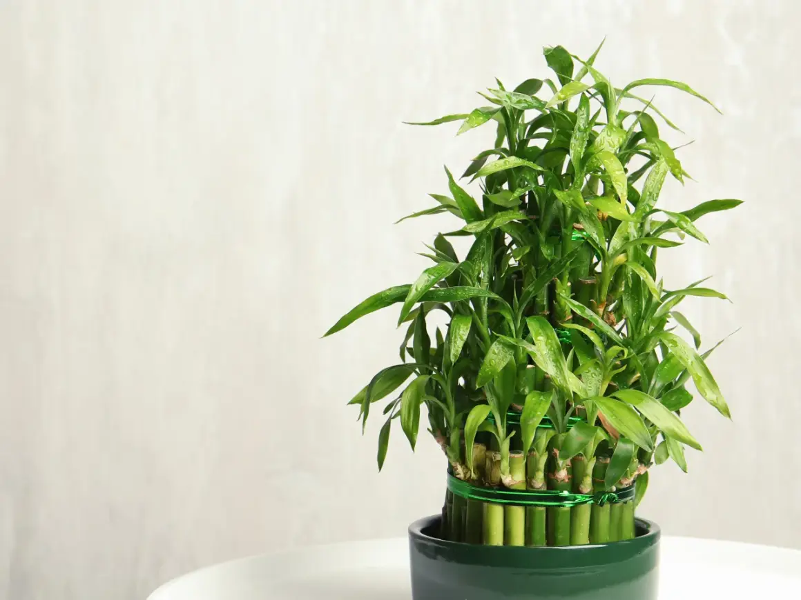 Ein grüner Lucky Bamboo im Topf, dessen Pflege einfach ist. Die glänzenden Blätter sind mit Wassertropfen bedeckt.
