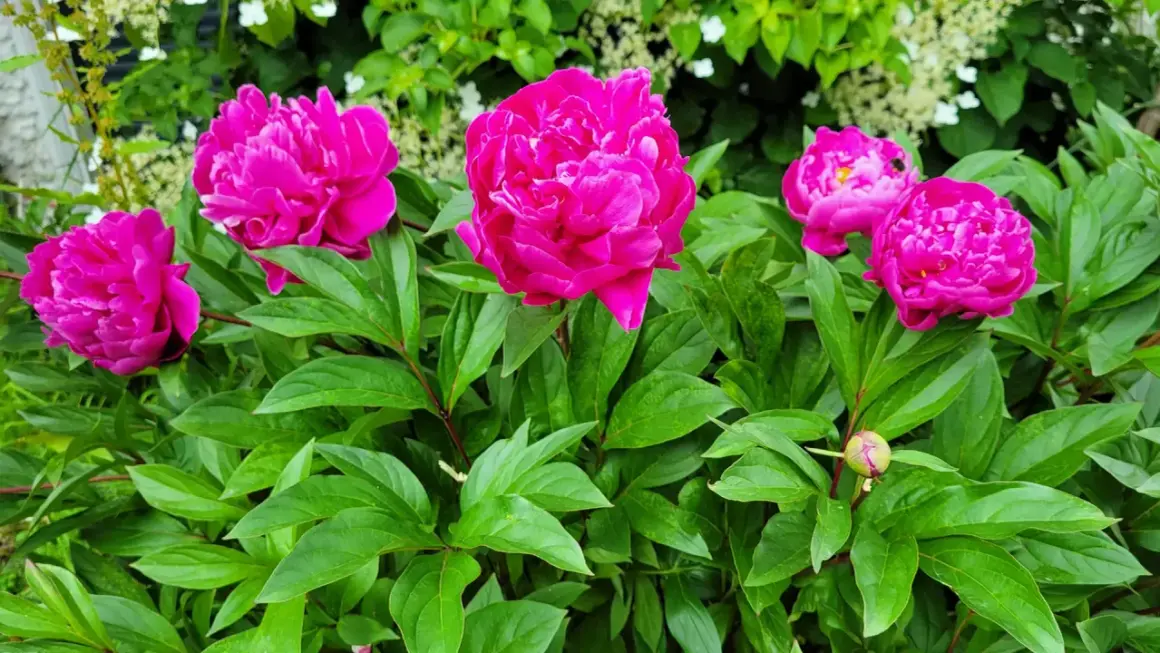 Leuchtend pinke Pfingstrosen blühen üppig aus der dunklen Erde, umgeben von sattgrünen Blättern.