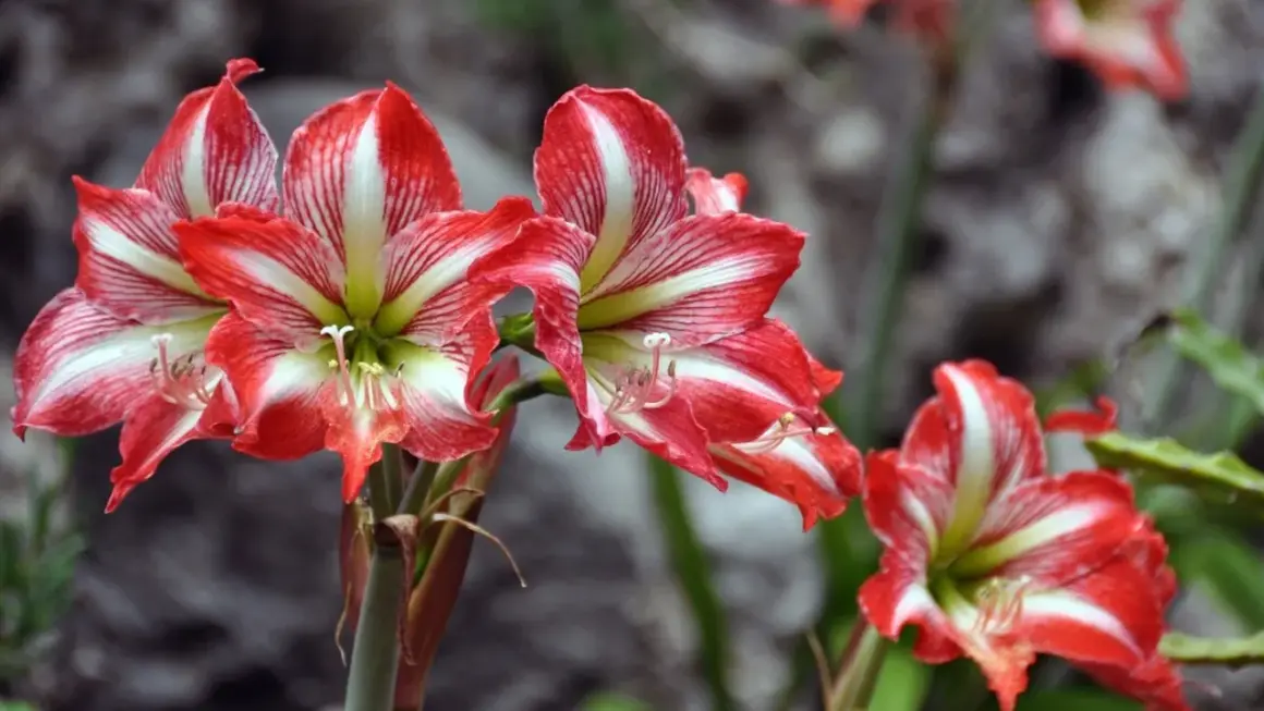 Rote und weiße Amaryllisblüten, die auf eine gute Amaryllis Pflege hinweisen.