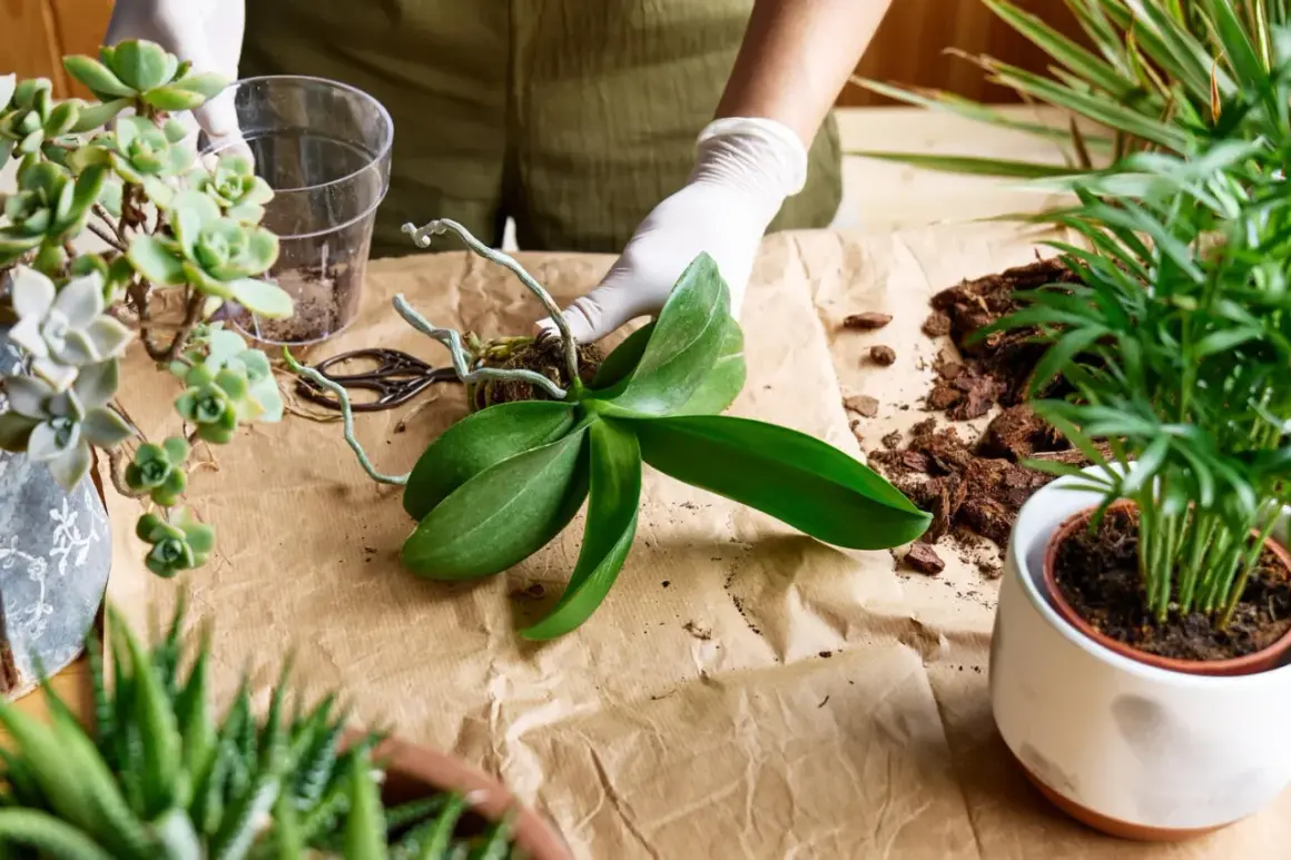 Hände mit Handschuhen bereiten das Orchideen umtopfen vor. Eine Orchidee mit Luftwurzeln liegt bereit, daneben Rindenmulch und eine Schere.