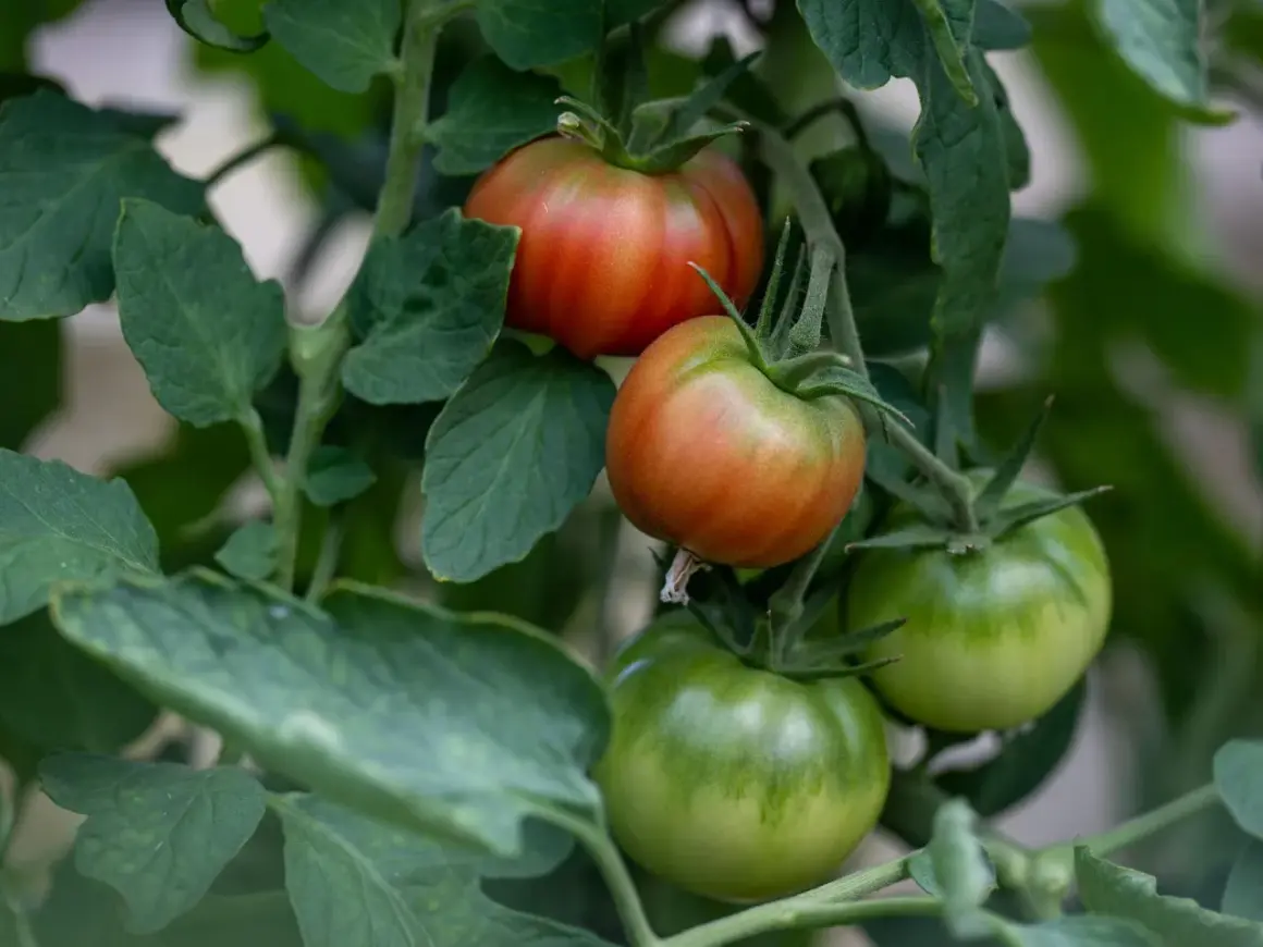 Reife Tomaten werden rot, während andere noch grün sind. Die Sonne lässt sie langsam reifen.