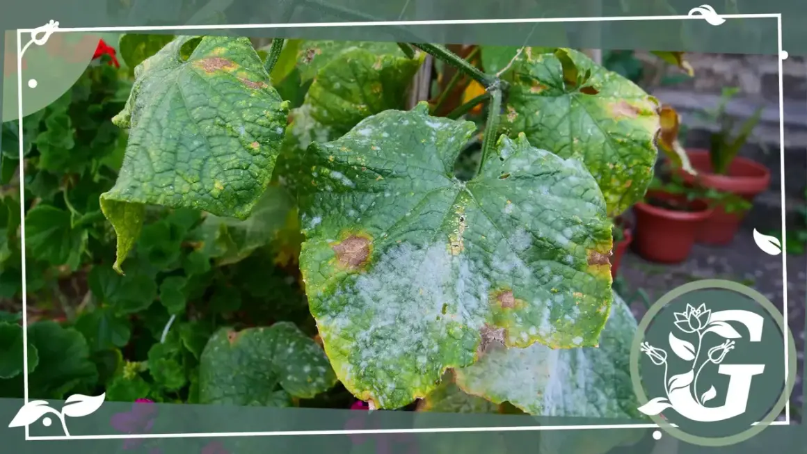 Gurkenblätter mit weißem Belag, Anzeichen von echtem Mehltau. Milch als Hausmittel gegen Mehltau bei Gurken kann helfen.