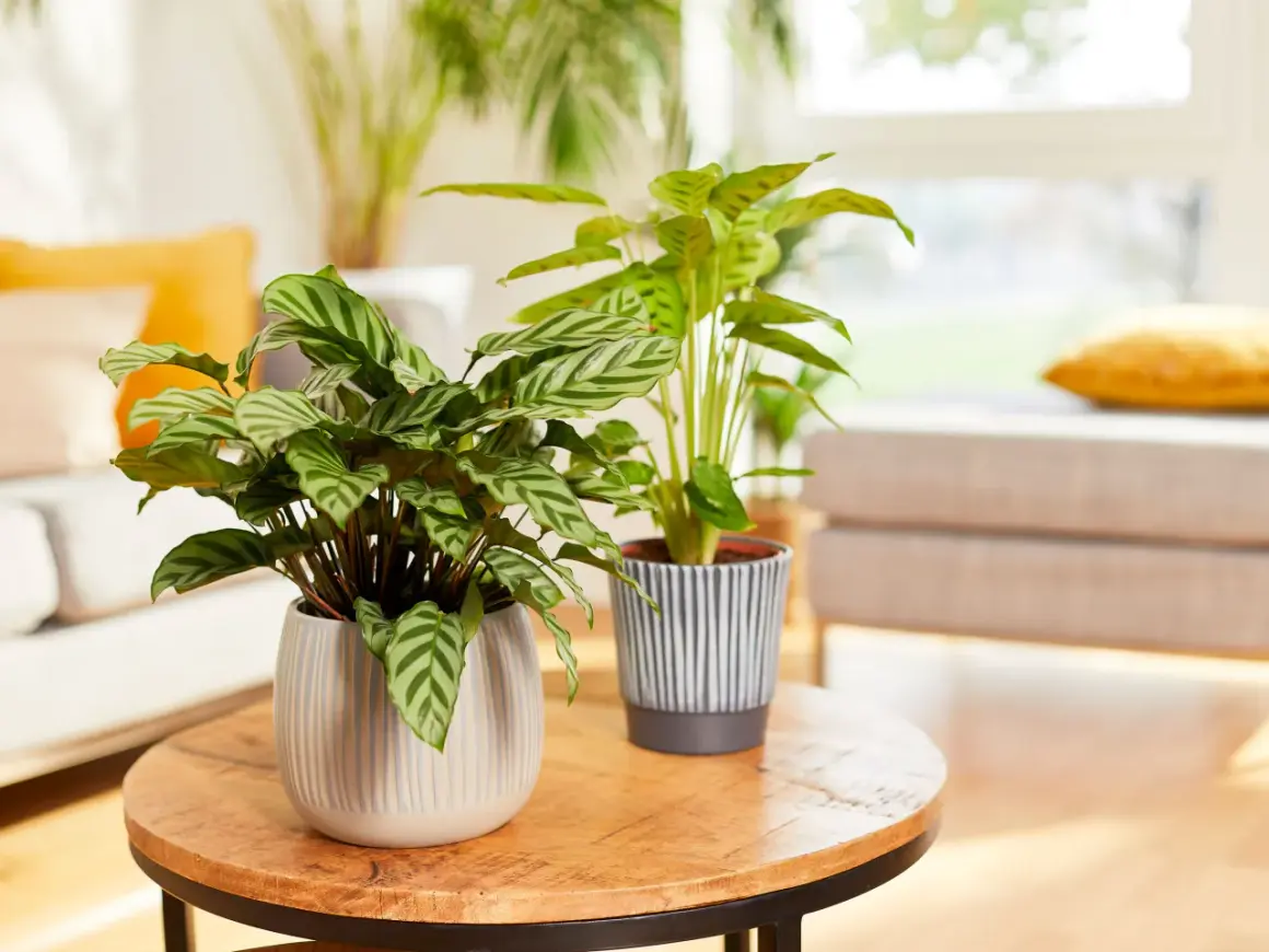 Zwei Calathea-Pflanzen mit gemusterten Blättern stehen auf einem Holztisch. Der ideale Calathea Standort ist hell, aber ohne direkte Sonneneinstrahlung.