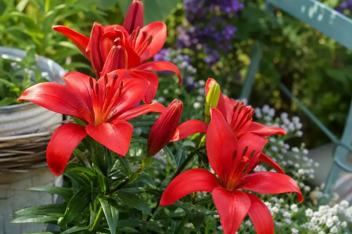 Leuchtend rote Lilien blühen im Garten. Der ideale lilien standort ist sonnig und geschützt.