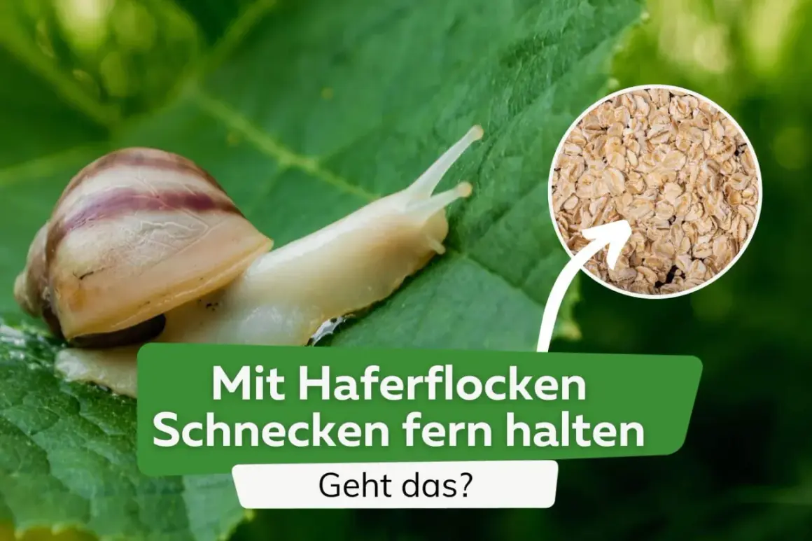 Schnecken kriechen über ein Blatt, während ein Kreis Haferflocken zeigt. Die Frage: Mit Haferflocken Schnecken fern halten? Geht das?