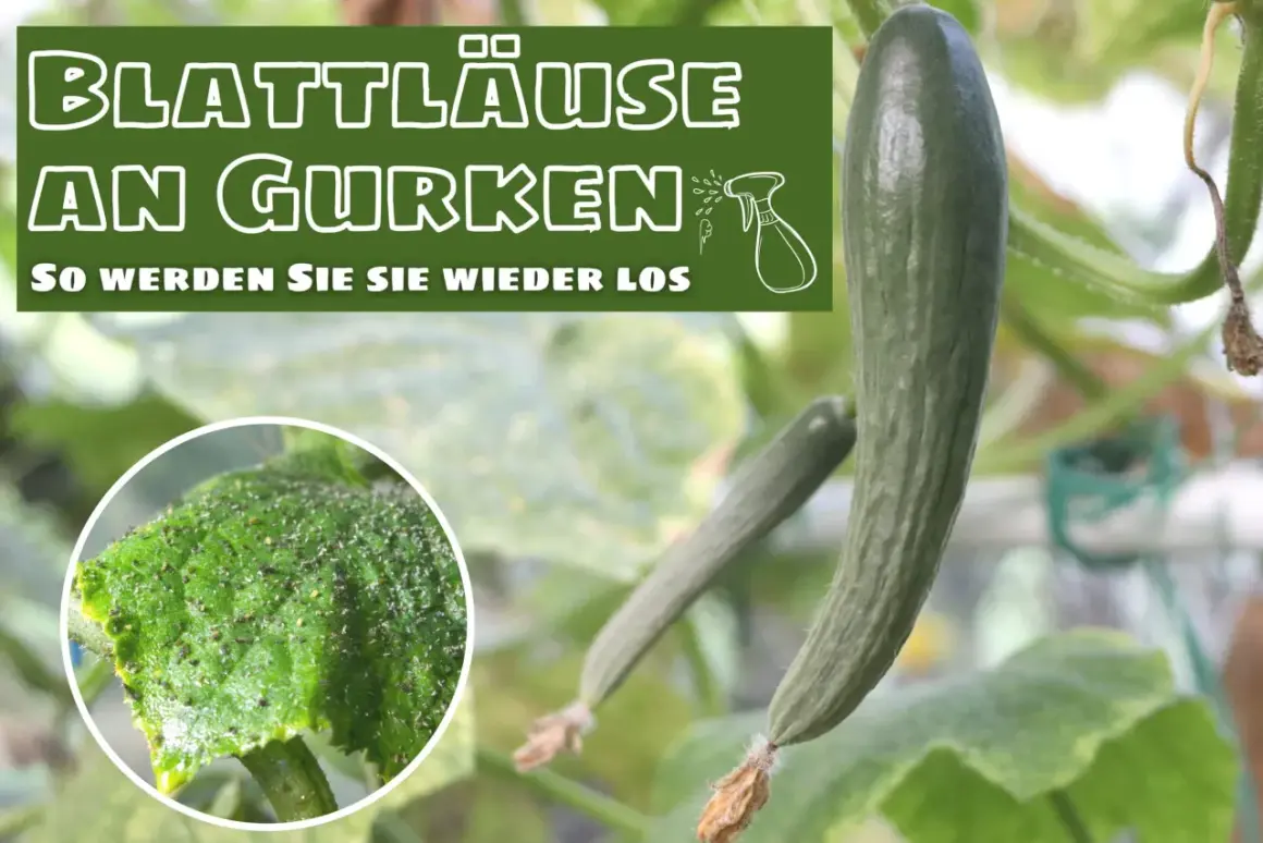 Blattläuse befallen eine Gurkenpflanze. Ein Detailbild zeigt die kleinen Schädlinge auf einem Blatt.