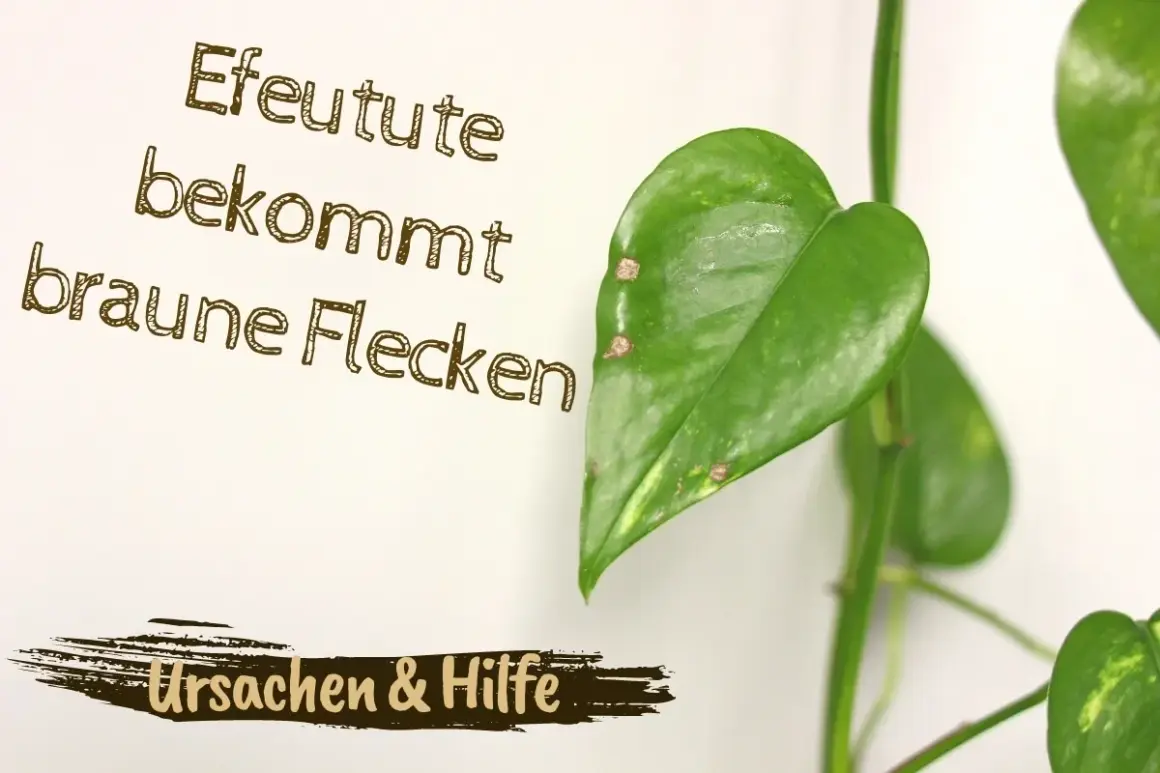 Efeutute bekommt braune Flecken. Ursachen & Hilfe für Ihre Pflanze.