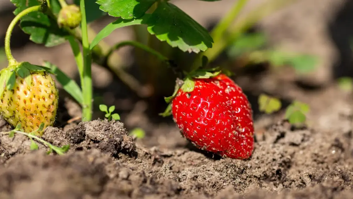 Eine reife Erdbeere leuchtet rot im Sonnenlicht, daneben eine noch grüne Frucht.