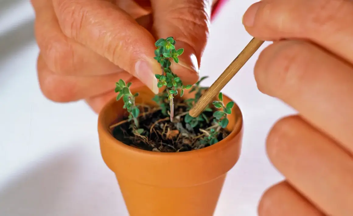 Hände pflanzen kleine Thymian-Setzlinge in einen Terrakotta-Topf. So kann man Thymian vermehren.