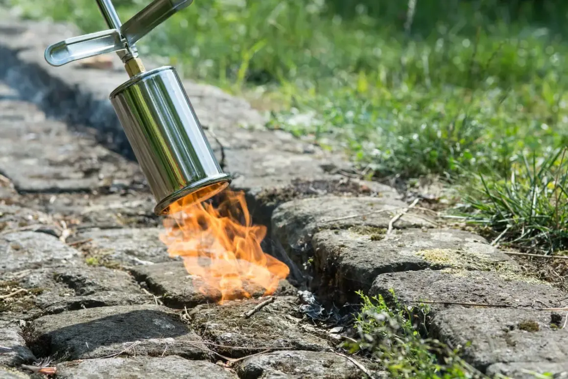 Ein Brenner bekämpft hartnäckiges Unkraut auf einem gepflasterten Weg. Flammen lodern aus dem Metallgerät und vernichten unerwünschte Pflanzen.
