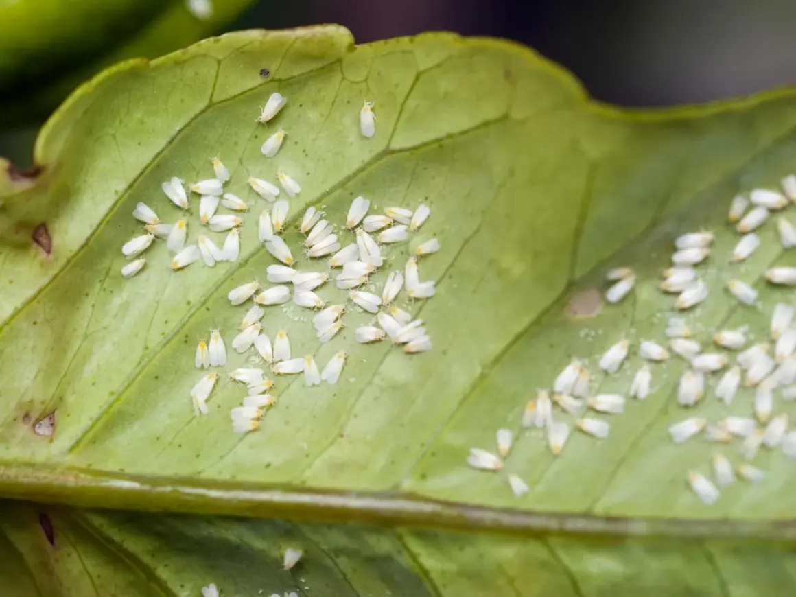Eine Gruppe winziger, weißer Fliegen krabbelt auf einem grünen Blatt.