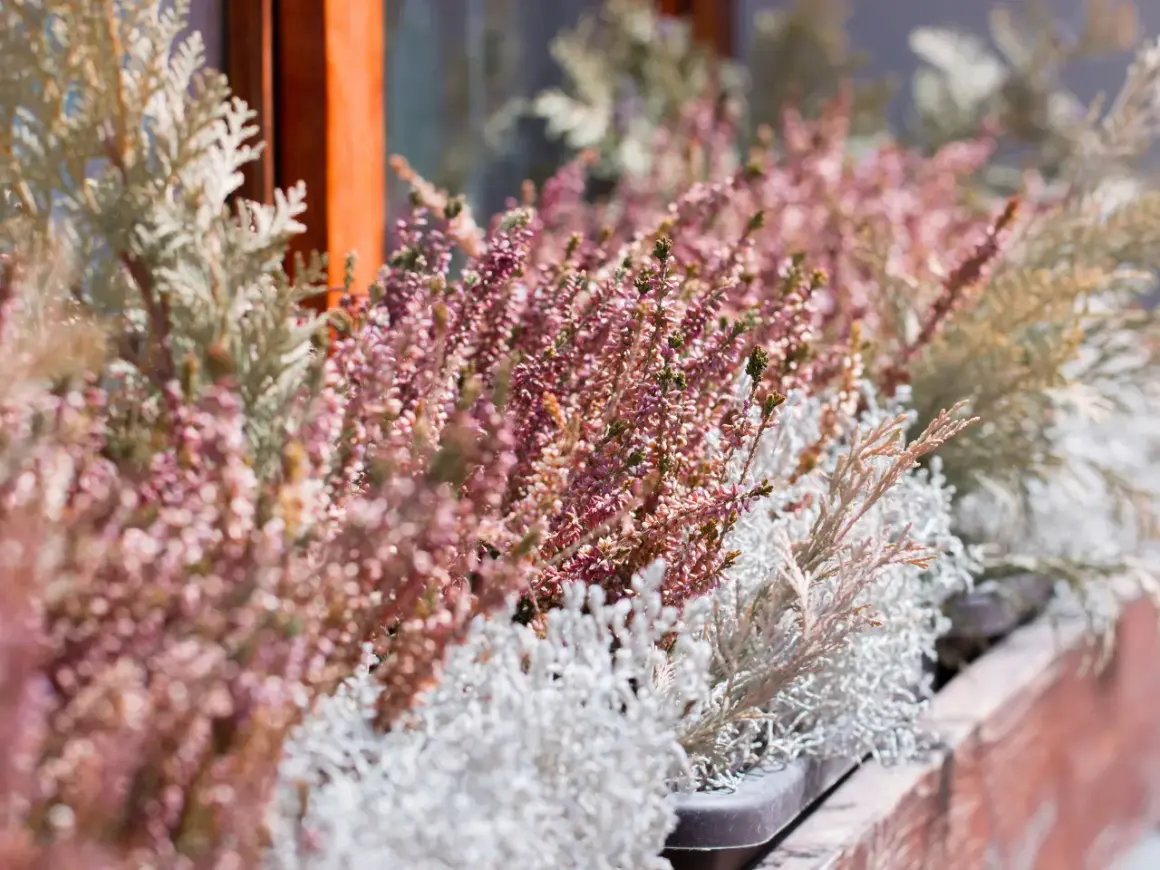 Balkonkasten mit winterharte balkonpflanzen: Heidekraut in Rosa und silbrig-graue Ziergräser trotzen der Kälte.