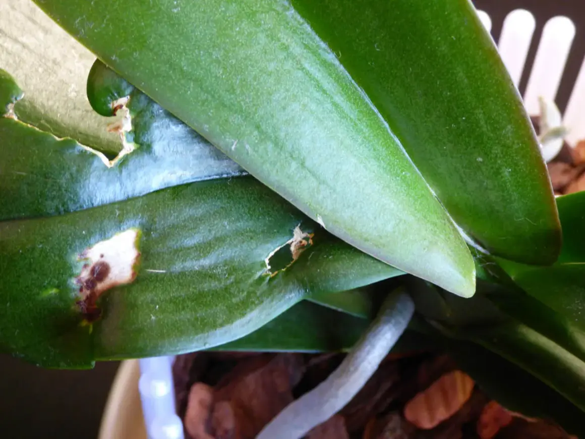 Orchideenblätter mit Fraßschäden und braunen Flecken, verursacht durch Thripse.