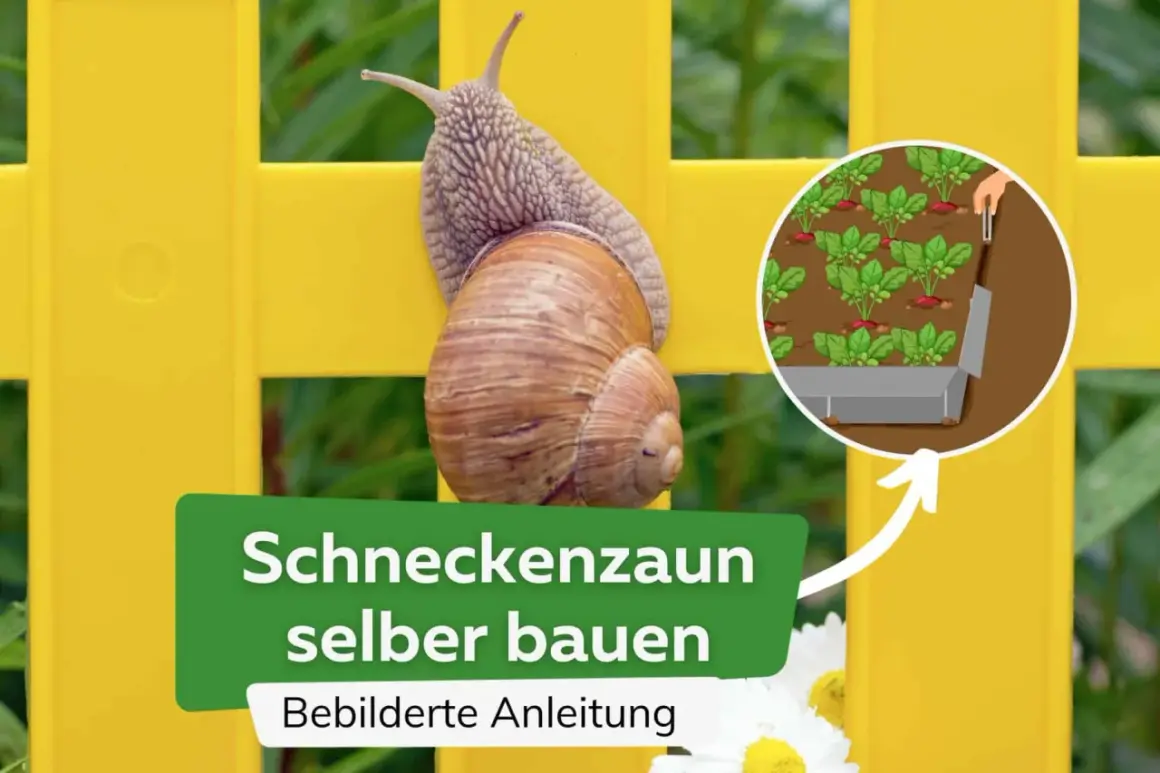 Schneckenzaun selber bauen: Eine Weinbergschnecke klettert an einem gelben Zaun. Daneben eine Illustration, wie man einen Schneckenschutz für Gemüsebeete baut.