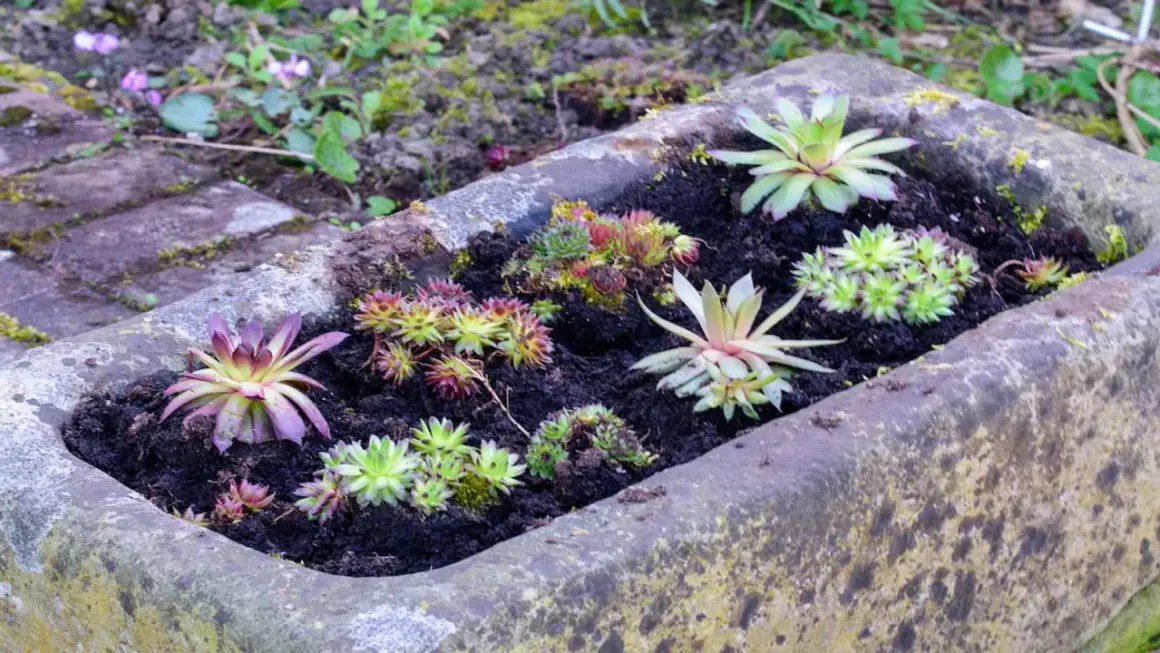 Steinbeet mit verschiedenen Sukkulenten und Hauswurzen. Tolle Ideen mit Pflanzsteinen für einen pflegeleichten Garten.