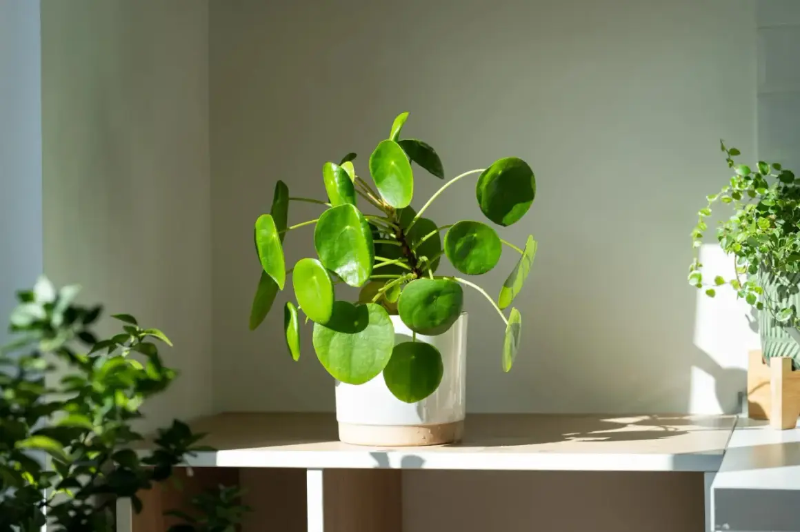 Pilea mit runden Blättern im hellen Licht, idealer **Pilea Standort** für ein gemütliches Zuhause.