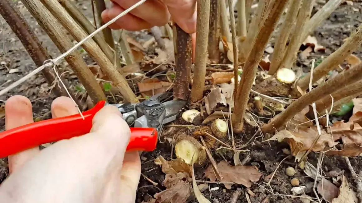 Hände mit roter Gartenschere schneiden junge Triebe an einem Johannisbeerstrauch.