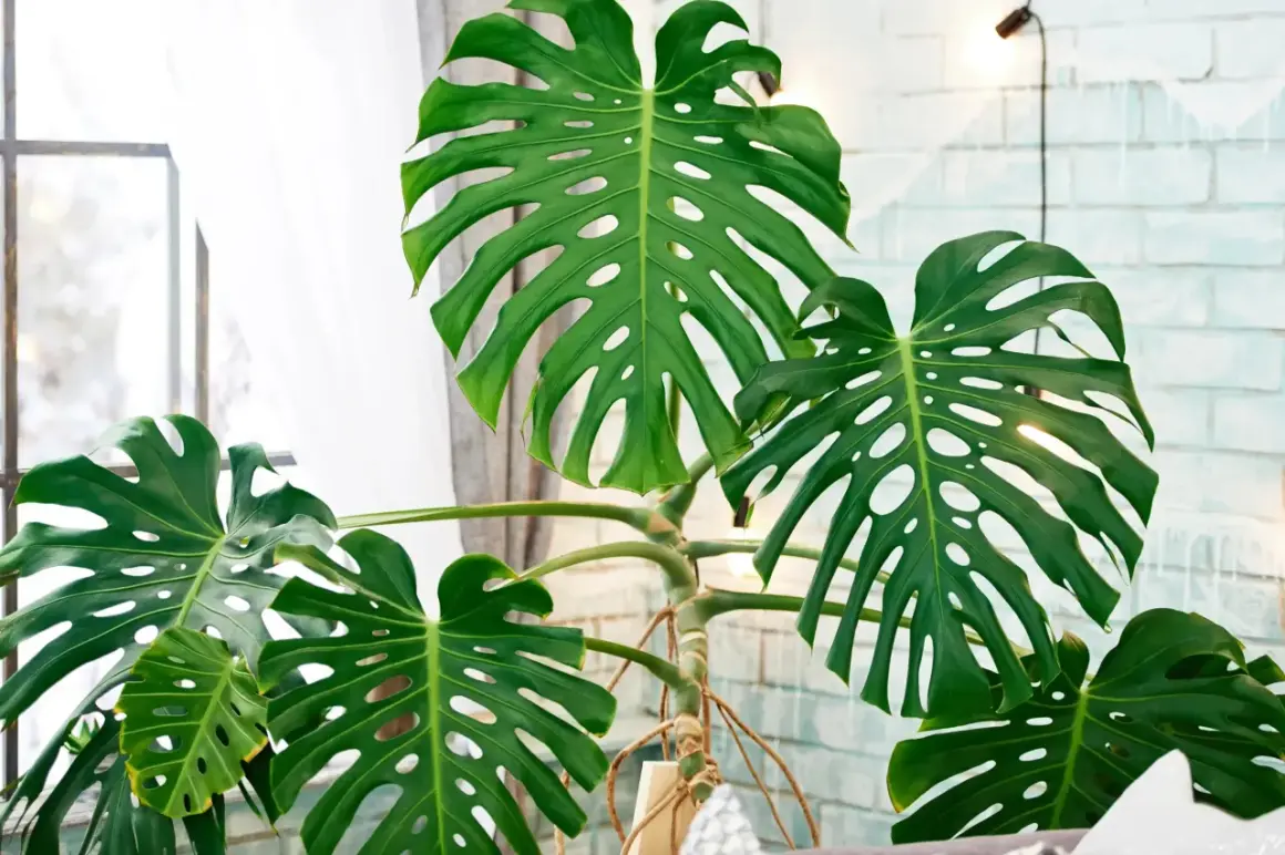 Große, grüne Monstera-Blätter mit charakteristischen Schlitzen. Die Pflanze steht vor einem Fenster mit Vorhang und einer hellen Ziegelwand. Tipps zur Monstera Pflege.
