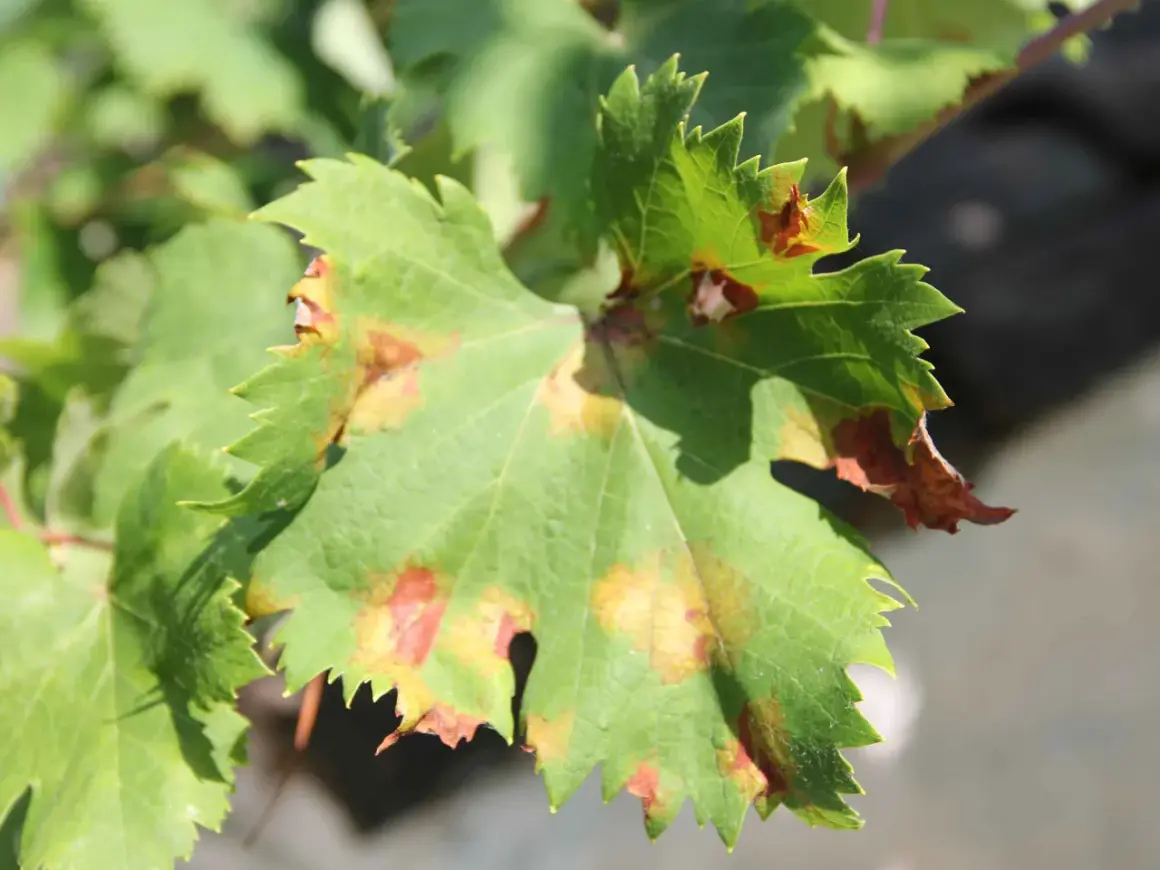 Grünes Weinblatt mit braunen Flecken, ein Zeichen für falschen Mehltau. Diese Krankheit befällt Weintrauben und kann zu erheblichen Ernteverlusten führen.