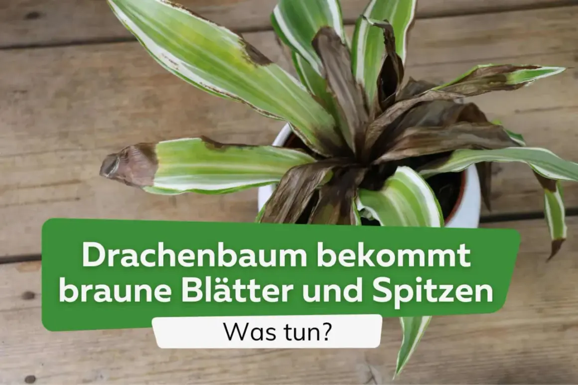 Dracaena marginata mit braunen Blättern und Spitzen. Was tun?
