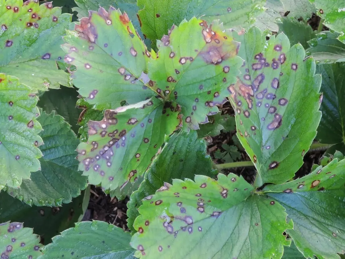 Erdbeerblätter mit dunklen Flecken und braunen Rändern, Anzeichen von Erdbeeren Krankheiten.