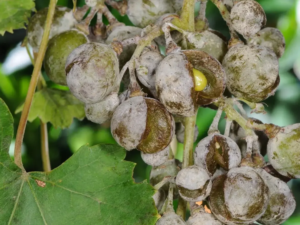 Traurige Trauben, gezeichnet von Mehltau. Die Früchte sind rissig und von einem grauen Belag überzogen, ein trauriges Bild für den Wein.
