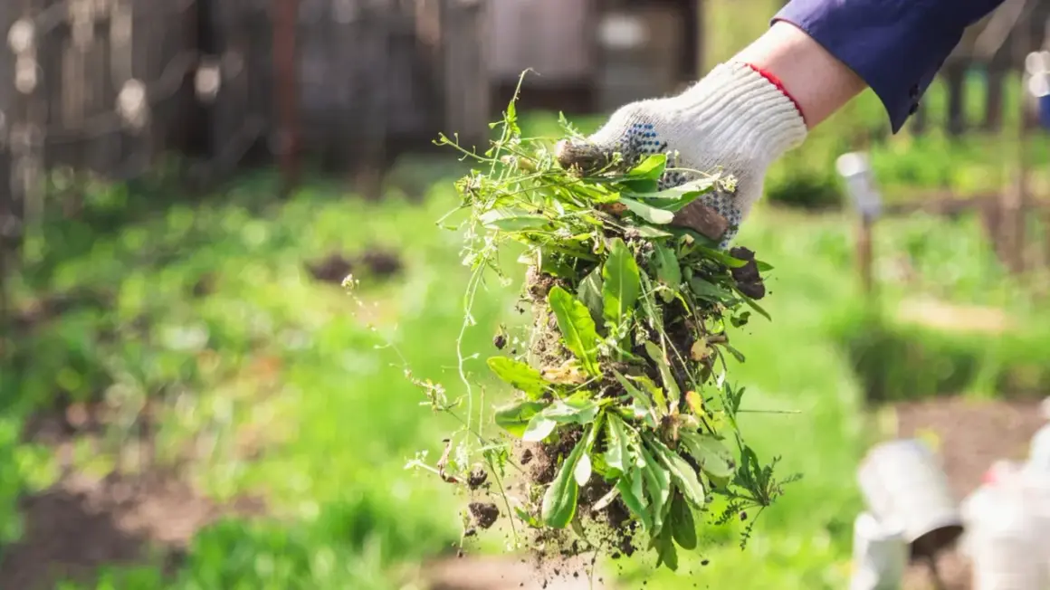 Gartenarbeit: Eine Hand in Handschuh hält frisch ausgezogenes Unkraut. So macht man Unkrautvernichter selber.