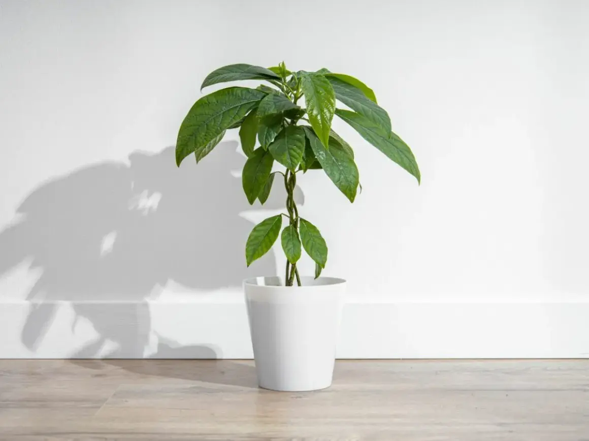 Eine junge avocado-pflanze 2 jahre alt, mit grünen Blättern, steht in einem weißen Topf vor einer weißen Wand.