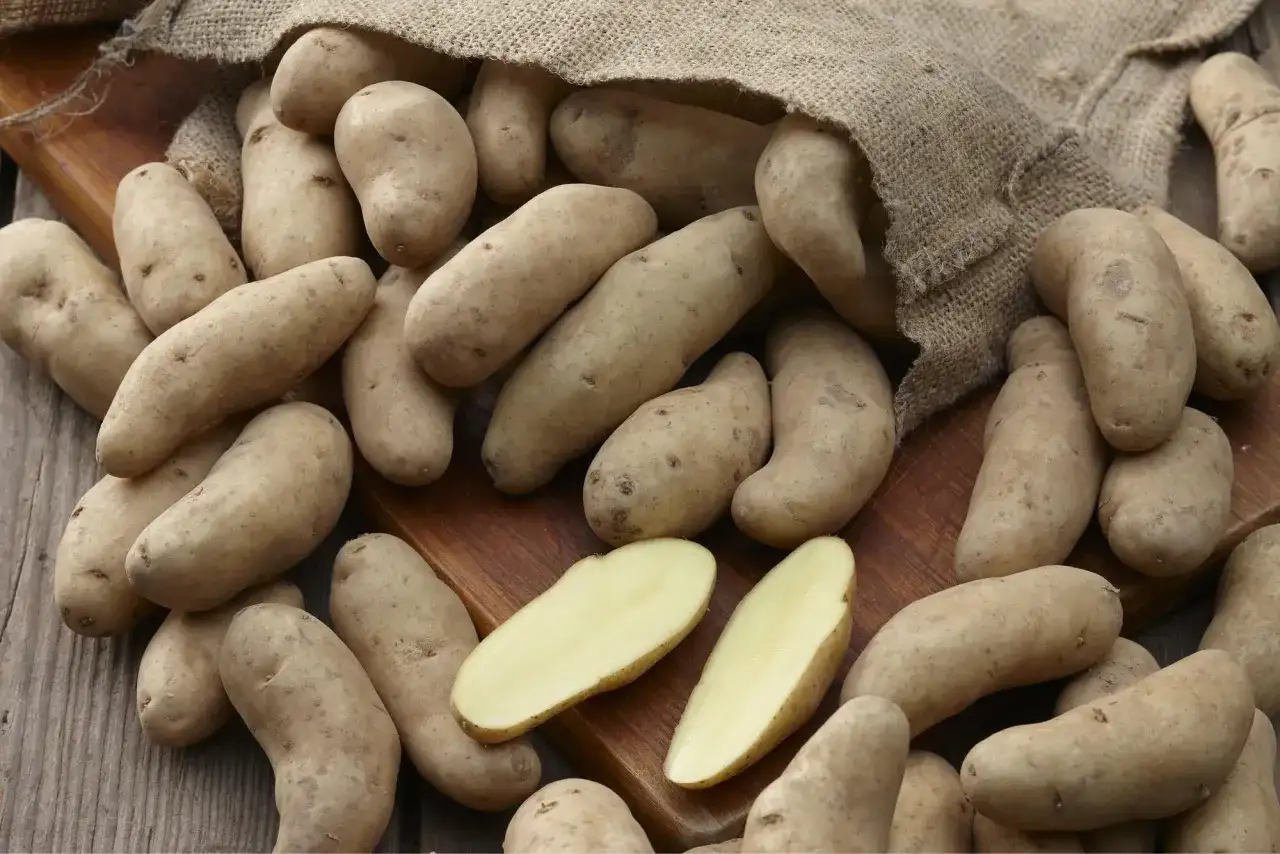 Festkochende Kartoffelsorten für Salat, Bratkartoffeln und Garten