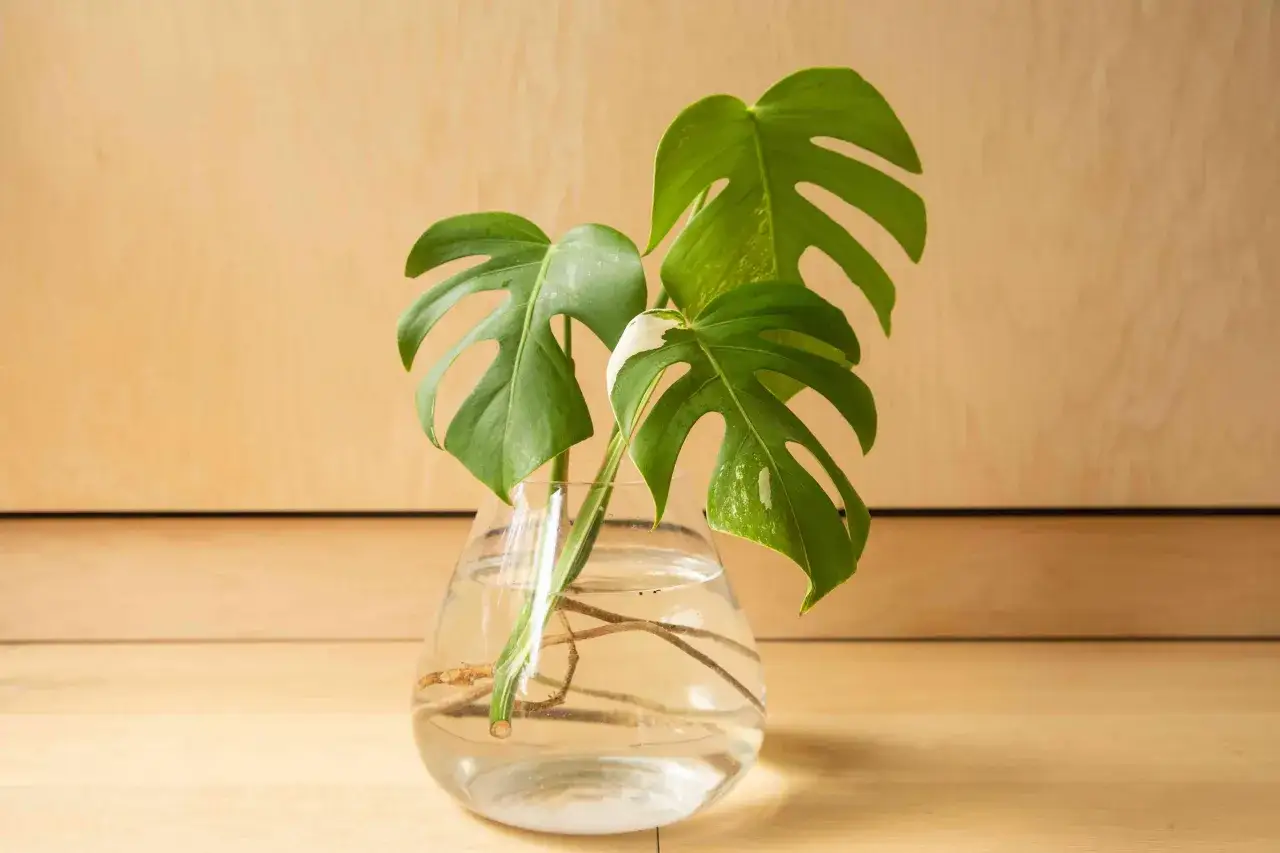 Monstera-Ableger mit Wurzeln in Wasser. Die richtige monstera pflege beginnt mit der Vermehrung.