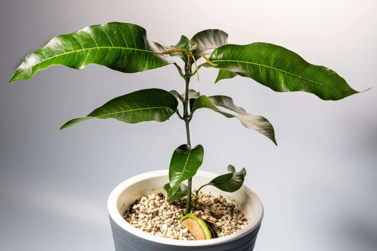 Ein einj&auml;hriger Mango Baum in einem Topf, mit gro&szlig;en gr&uuml;nen Bl&auml;ttern und dem Keimling der Mango.