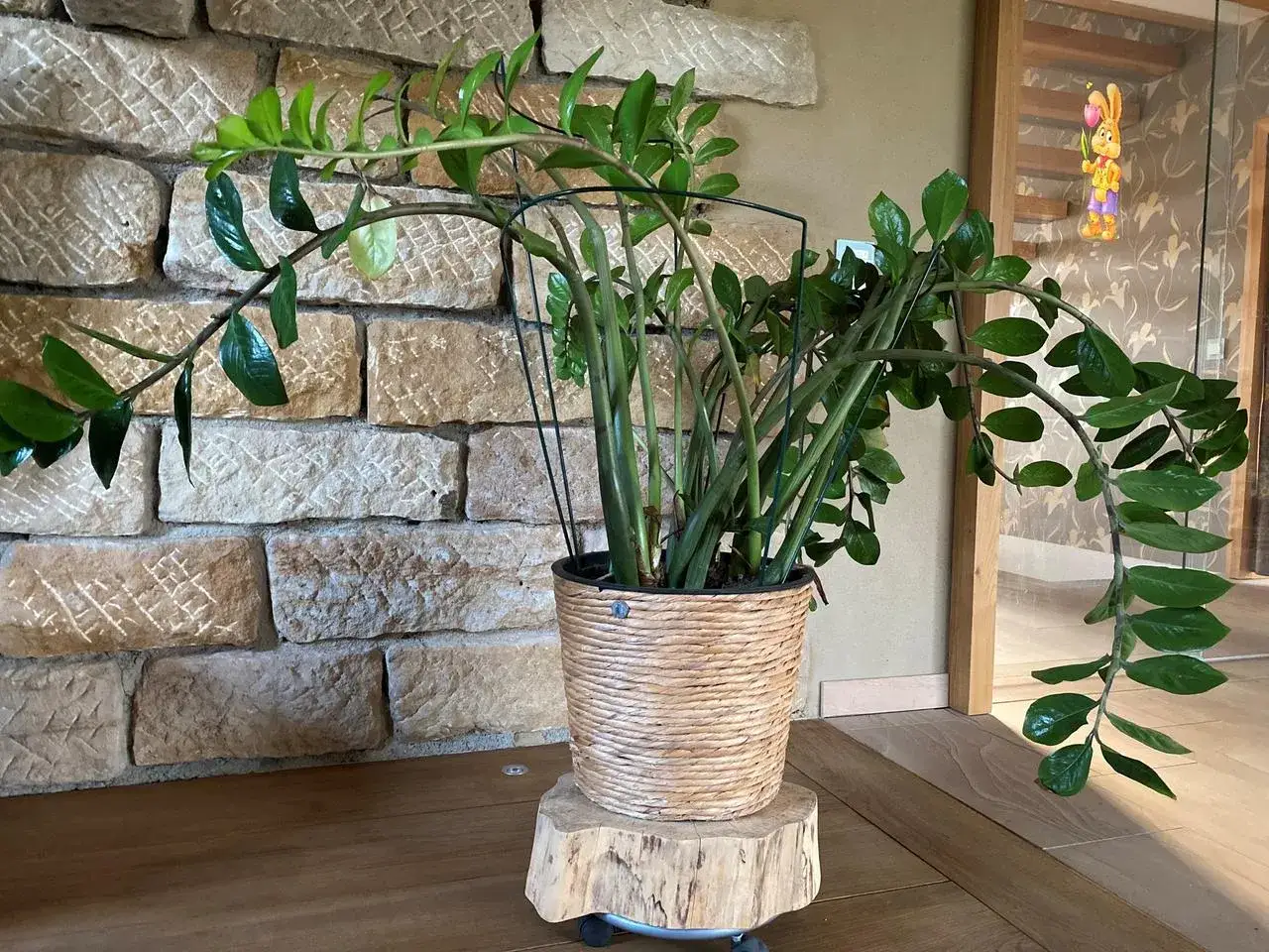 Zamioculcas-Pflege: Eine stattliche Pflanze mit gl&auml;nzenden Bl&auml;ttern im Korbgef&auml;&szlig; auf einem Holzst&auml;nder vor einer Steinwand.