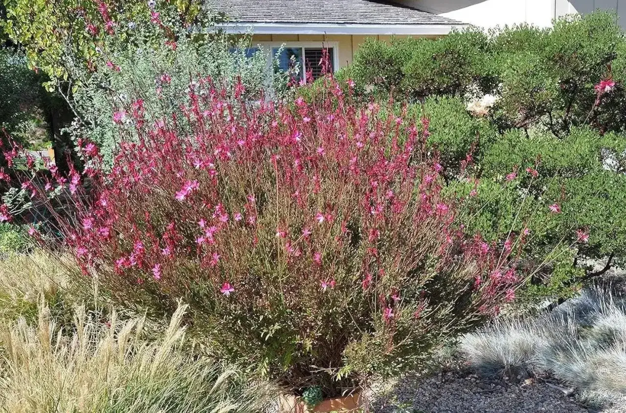 Ein buschiger Strauch mit zarten rosa Bl&uuml;ten, der gut zu Lampenputzergras passt. Im Hintergrund gr&uuml;ne B&uuml;sche und ein Haus.