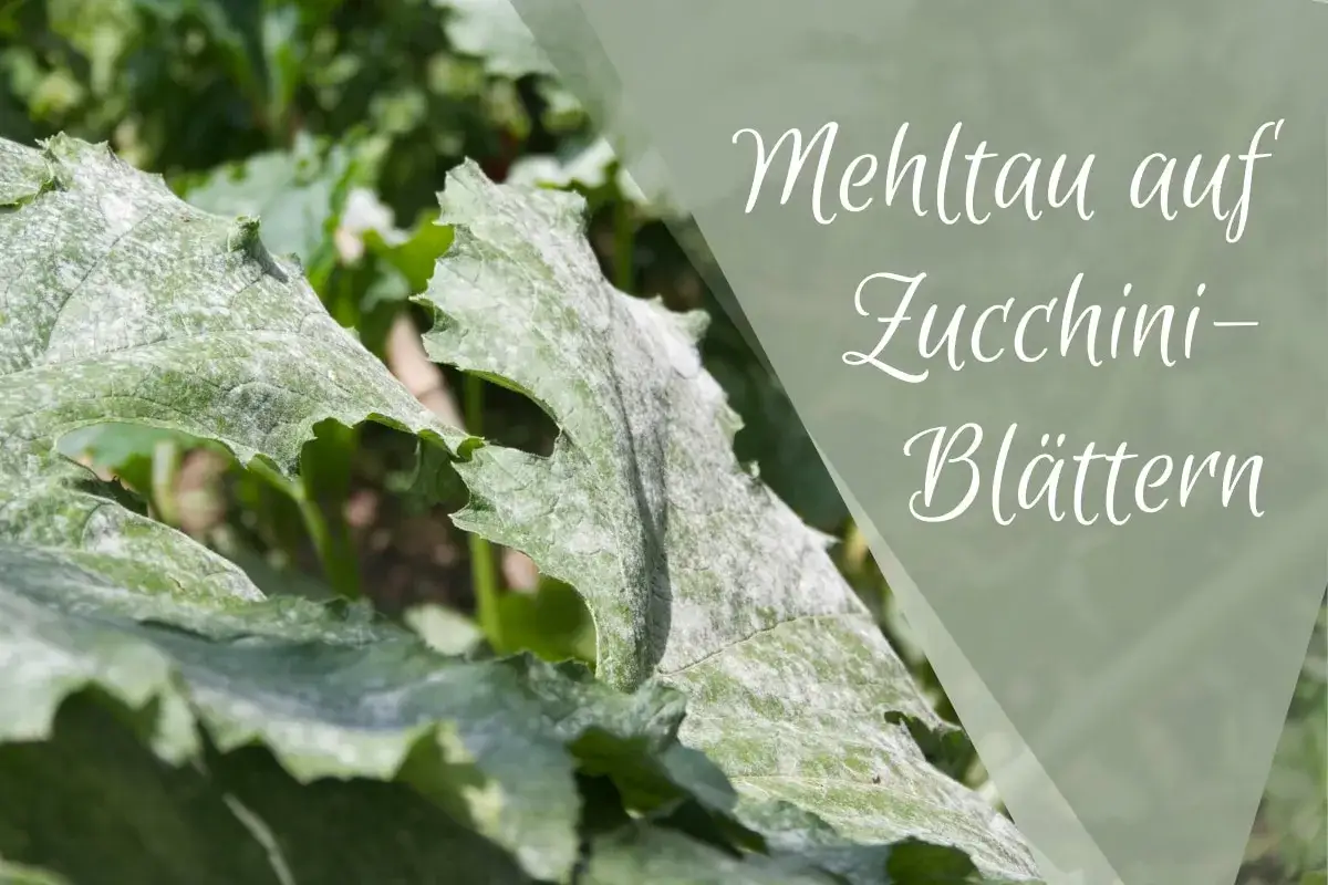 Zucchini-Blätter mit Mehltaubefall. Trotz des Befalls sind die Blätter noch essbar, wenn auch optisch beeinträchtigt.