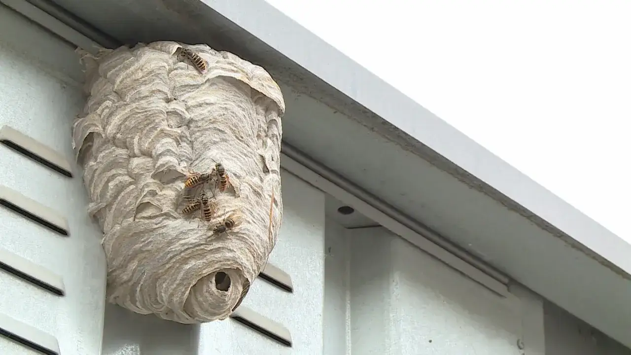 Ein gro&szlig;es Wespennest am Dachvorsprung, Wespen vertreiben Nestbau.