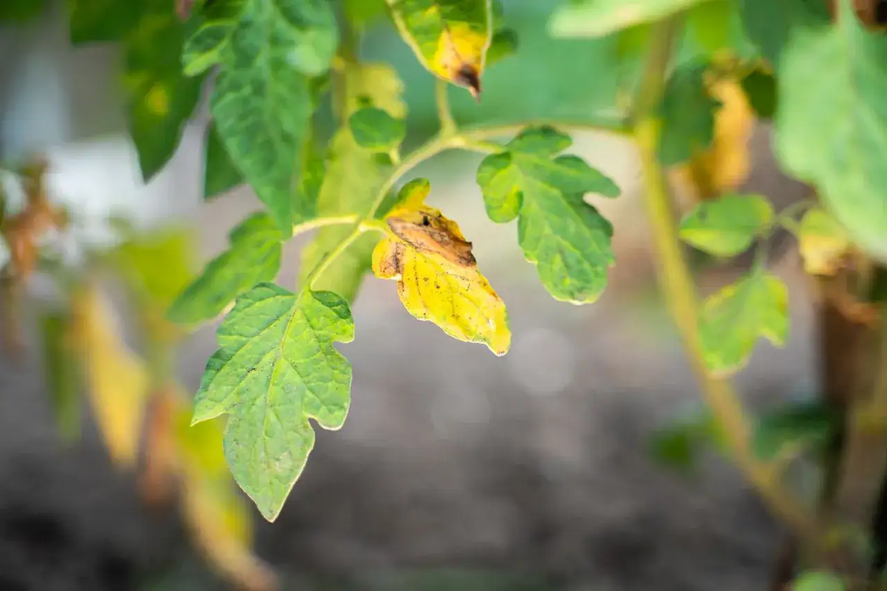 Tomatenpflanzen werden gelb und welk. Die Bl&auml;tter zeigen braune Flecken und sind traurig.