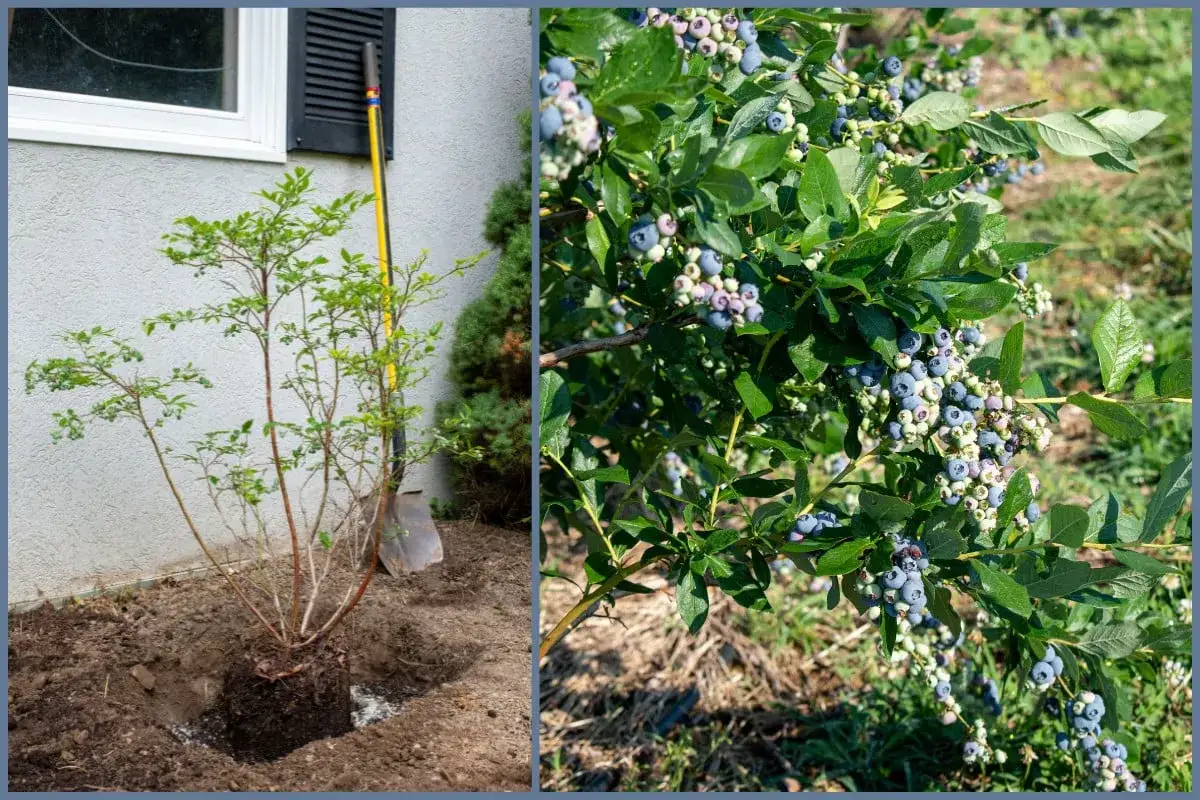Links: Ein junger Strauch wird neben einem Haus gepflanzt. Rechts: Ein reifer Strauch voller reifer Heidelbeeren.
