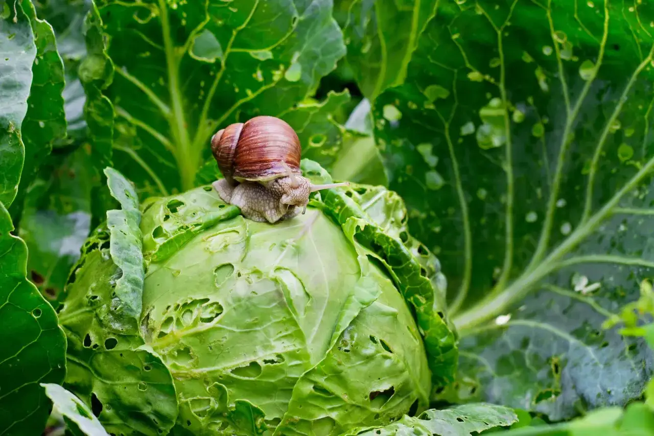 Schnecke auf Kohlkopf, der von Schnecken angefressen wurde. Haferflocken gegen Schnecken w&auml;ren hier eine gute Idee.