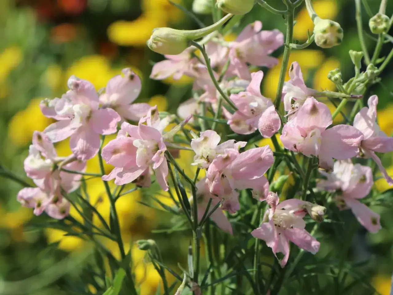 Zarte rosa Ritterspornbl&uuml;ten im Sonnenschein. Der ideale Standort f&uuml;r Rittersporn ist sonnig und gesch&uuml;tzt.