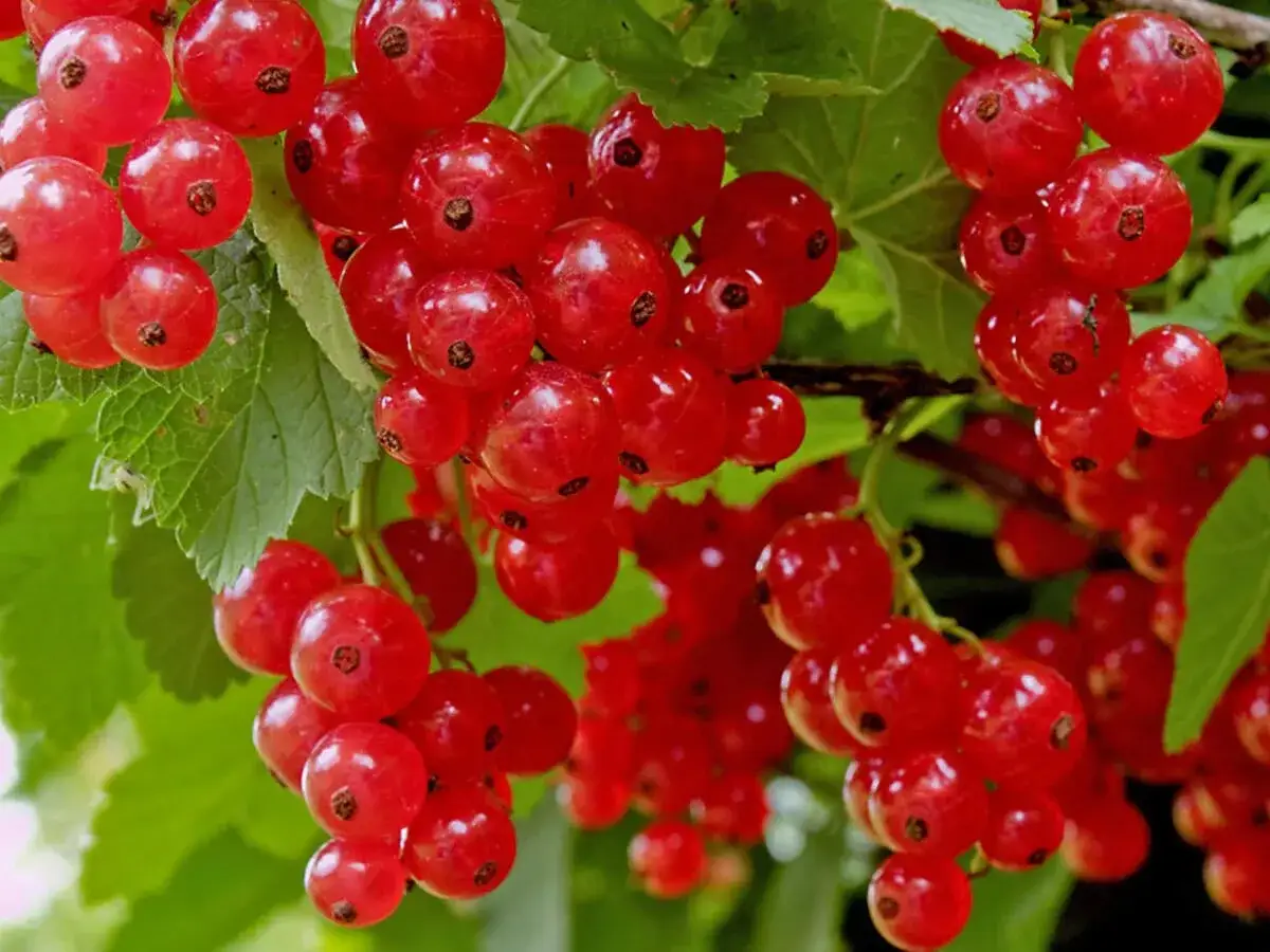 Reife rote Johannisbeeren h&auml;ngen in B&uuml;scheln an einem Strauch. Das Johannisbeere pflanzen lohnt sich f&uuml;r diese s&uuml;&szlig;en Fr&uuml;chte.